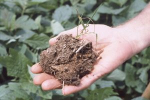 Benefits of Using Langbeinite Fertilizer