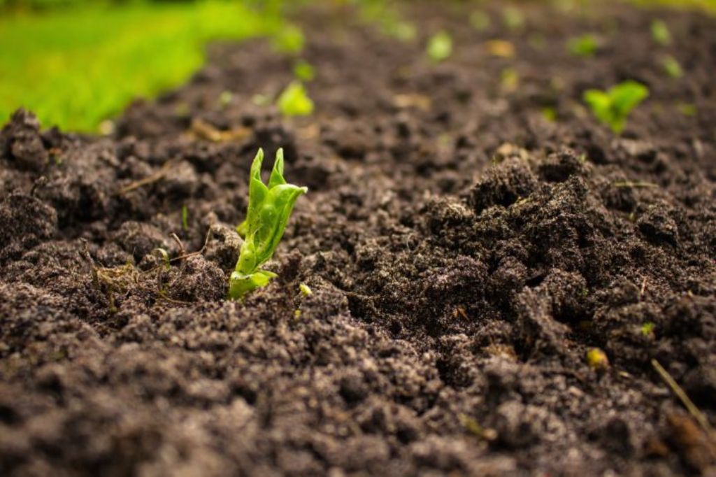 How to Control Soil-Borne Diseases