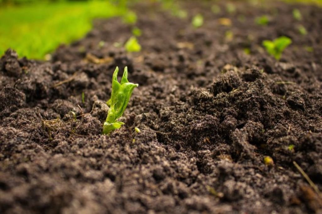 How to Control Soil-Borne Diseases