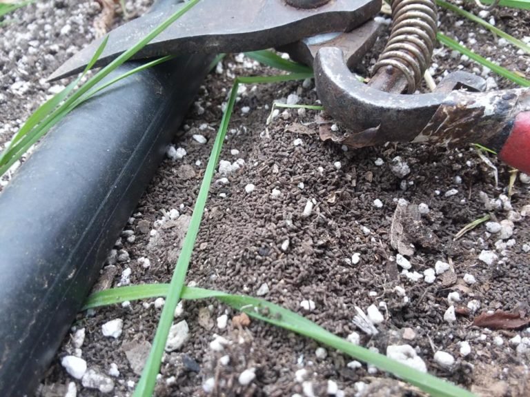 What is Insect Frass and How Can I Identify It? Haute Life Hub