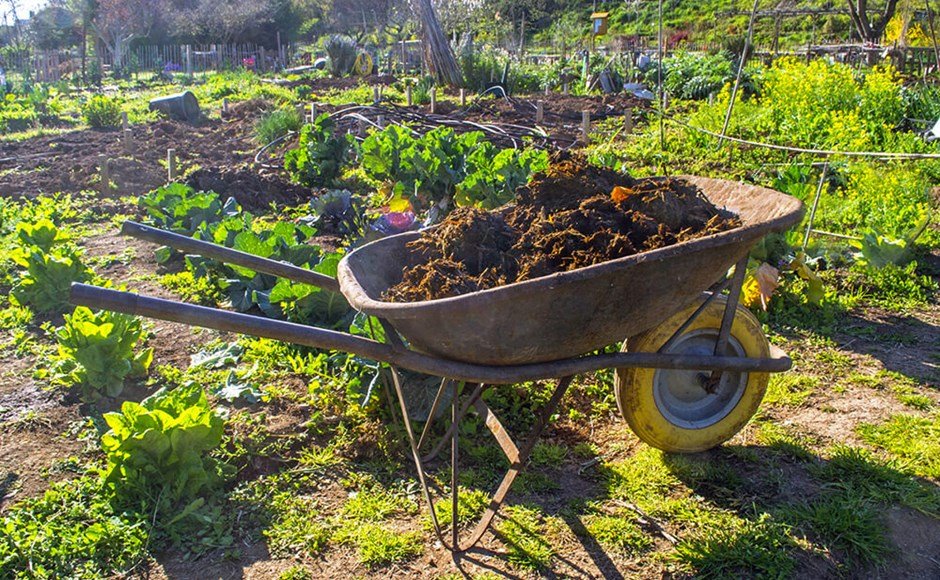 Tips for Using Manure in the Garden