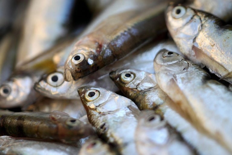 Fish Emulsion Fertilizer