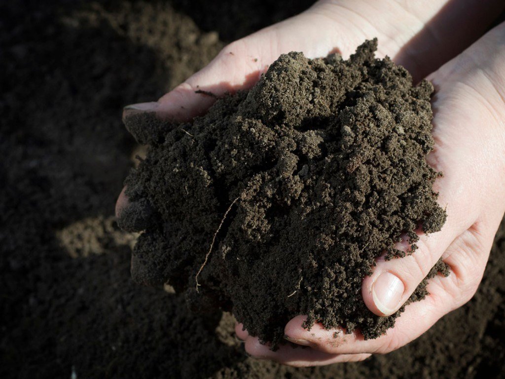 How Do Soil Microbes Affect the Nutrients in the Soil