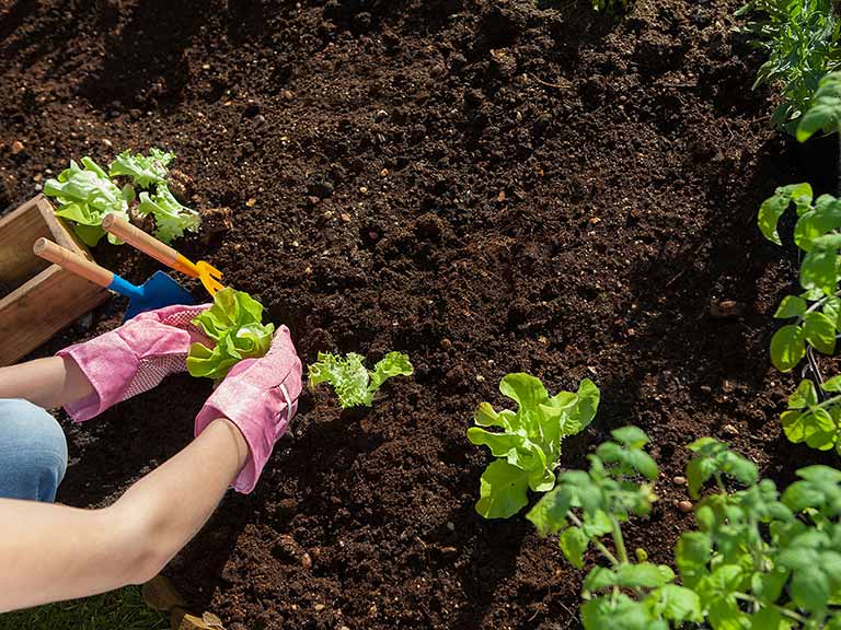 Tips for Using Manure in the Garden