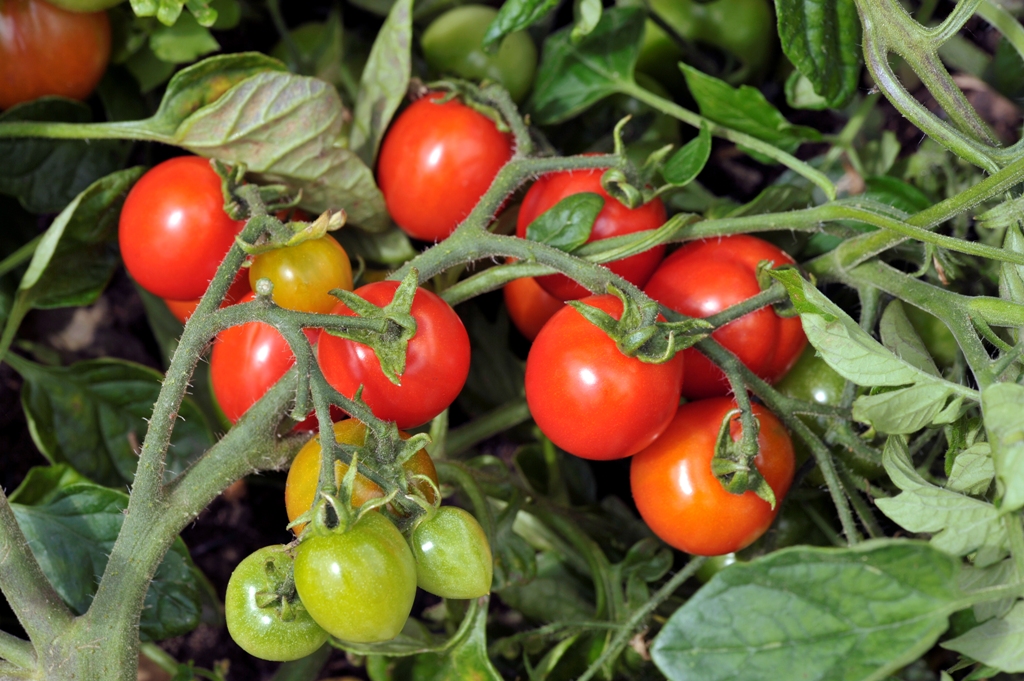 How to Use Calcium Nitrate for Tomato Plants