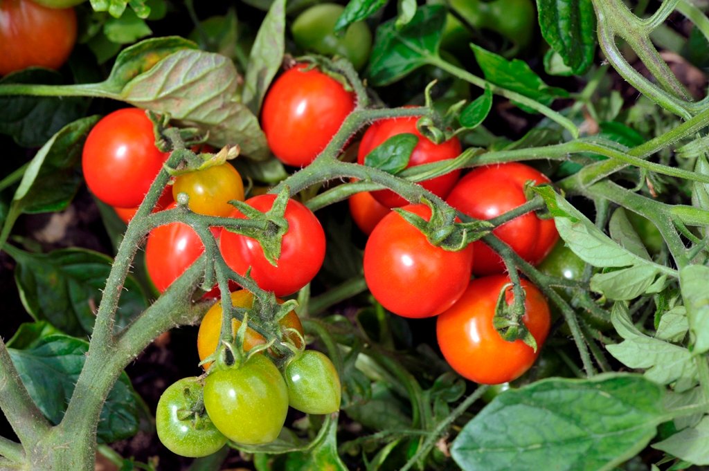 How to Use Calcium Nitrate for Tomato Plants