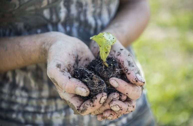 Benefits of Microbes in the Soil