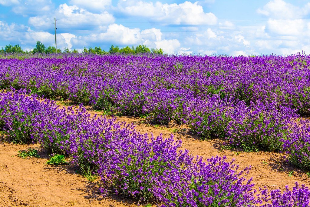 Plants for Sandy Soil