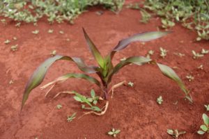 How to Reduce High Phosphorus Levels in Soil