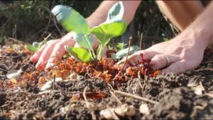 What is Seaweed Fertilizer and How to Make It?