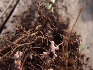 How Soil Microbe Adapt to Different Climate