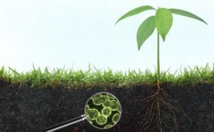 How Do Soil Microbes Affect the Nutrients in the Soil?