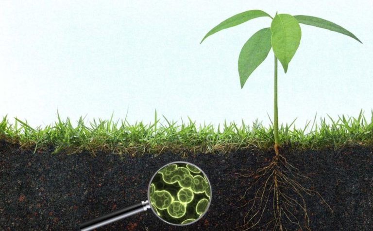 How Do Soil Microbes Affect the Nutrients in the Soil