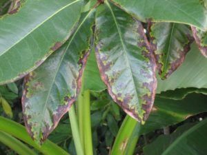 Symptoms of Boron Toxicity and How to Treat It