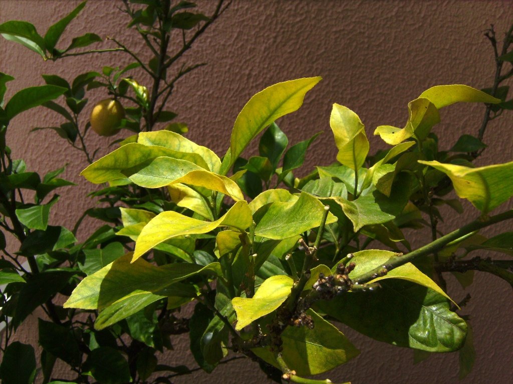 Symptoms of plants with Iron Deficiency