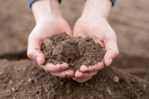 Testing Soil for Pests and Disease