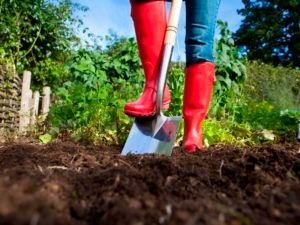 Tips for Using Manure in the Garden