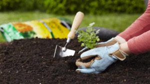 How to Warm Garden Soil Up for Early Planting