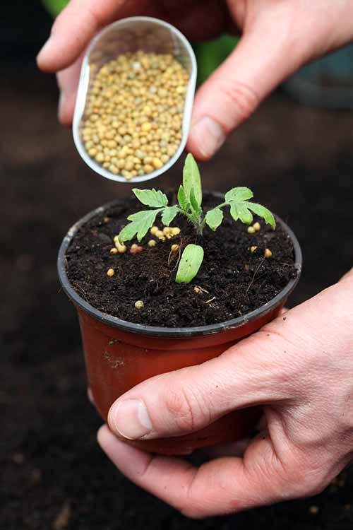 Should I Fertilize Seedlings