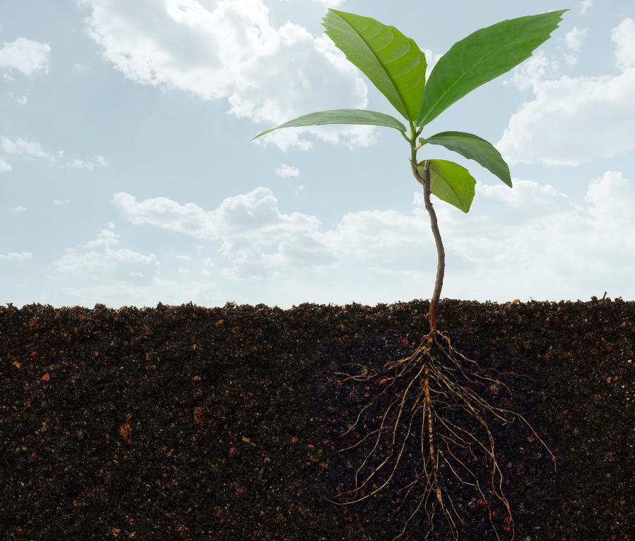 Benefits of Microbes in the Soil
