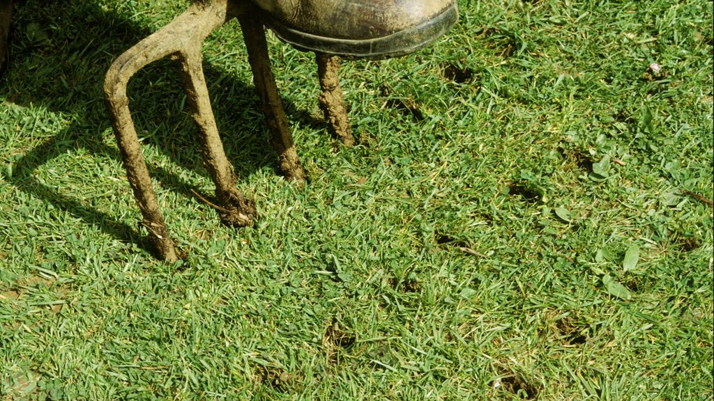 Aeration: Why, How & When to Aerate Your Lawn