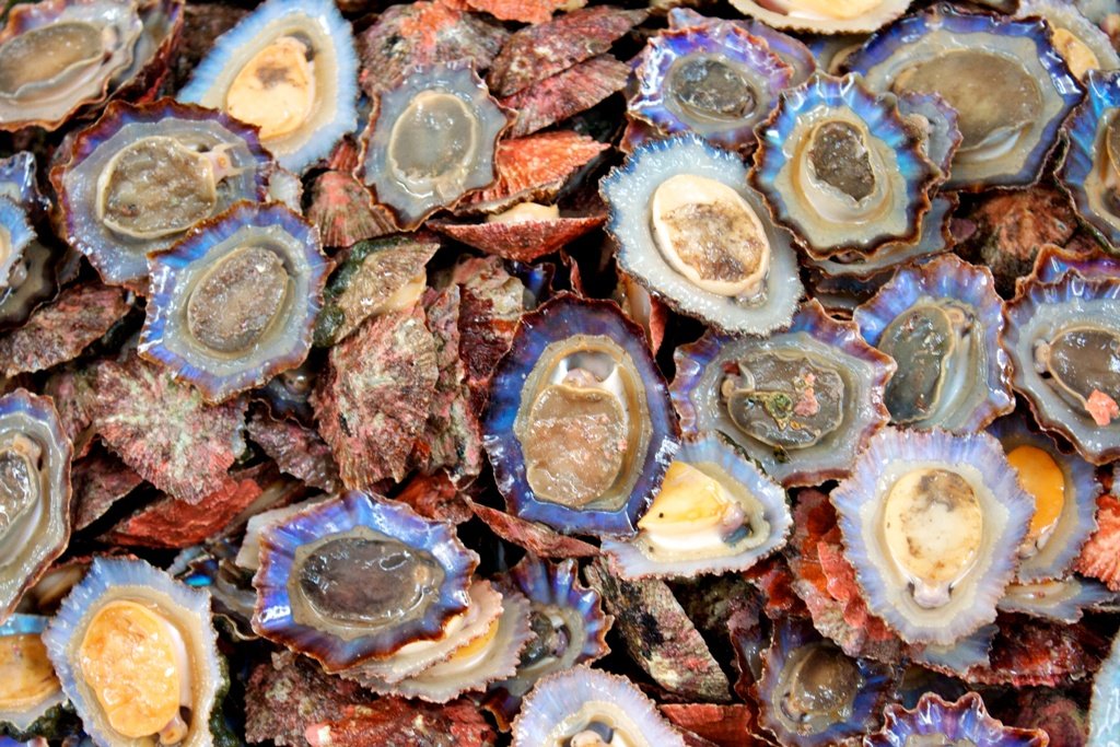 What is Shellfish?