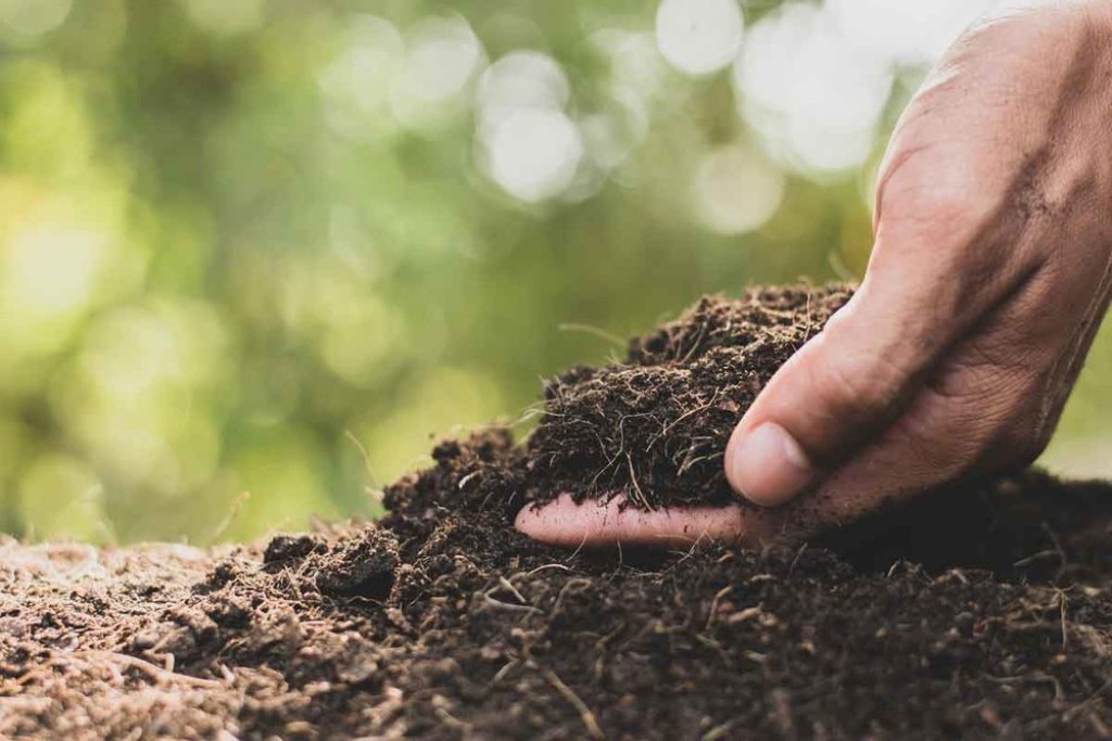 What is Soil Borne Disease?