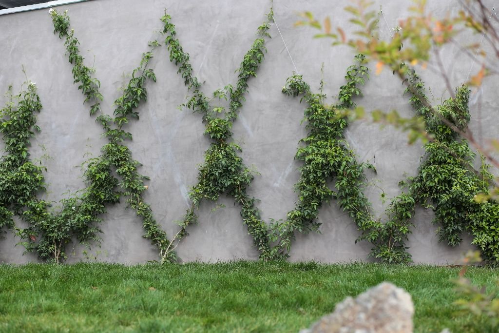 Do Plants Need Silicon In The Garden Haute Life Hub