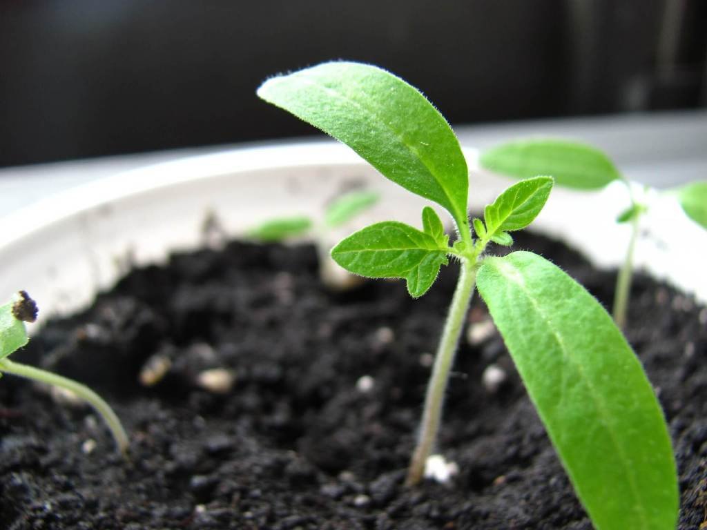 Should I Fertilize Seedlings?