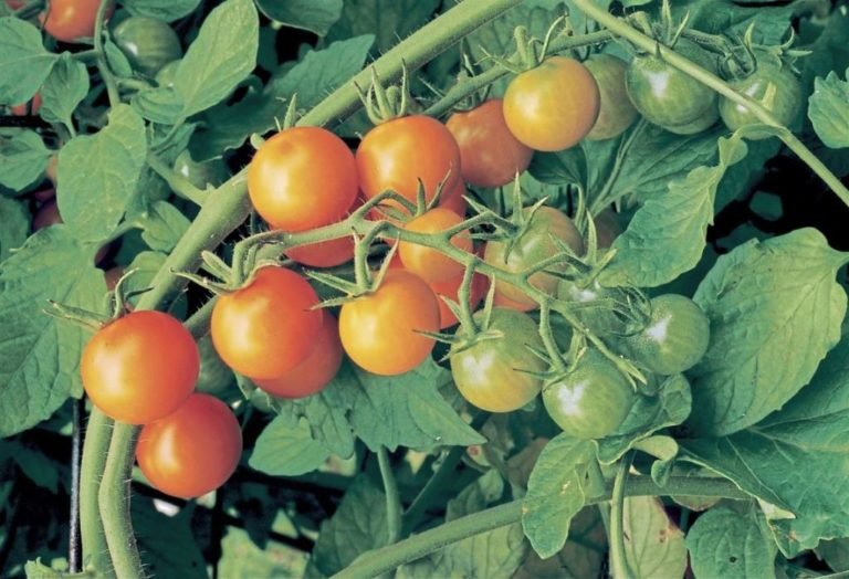 How to Use Calcium Nitrate for Tomato Plants Haute Life Hub