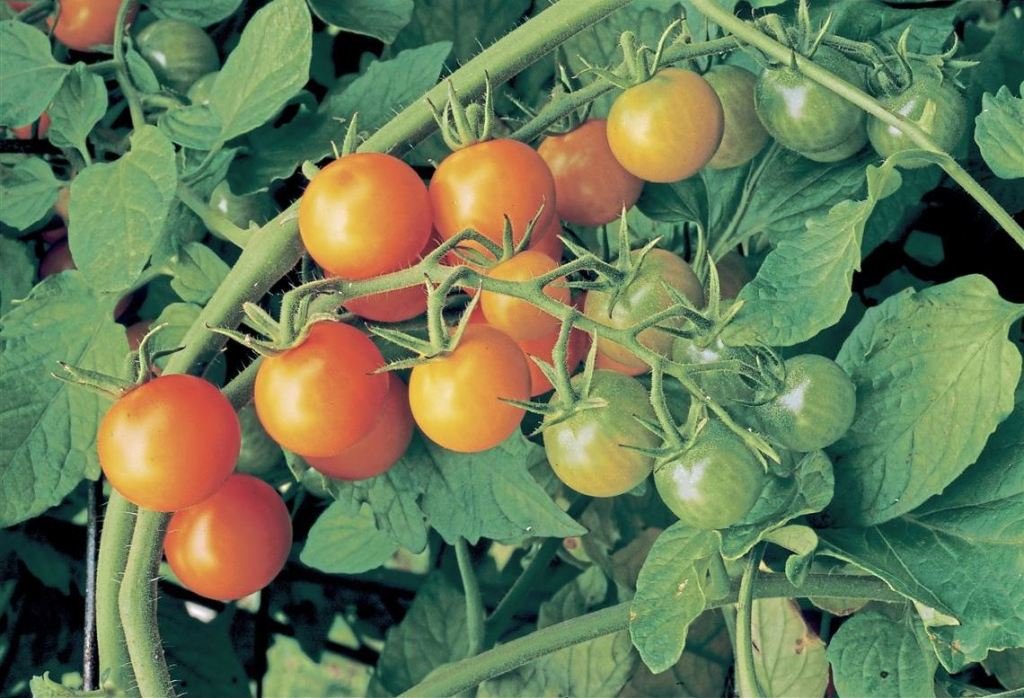 How to Use Calcium Nitrate for Tomato Plants