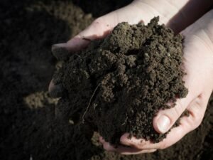 Antidepressant Microbes in Soil