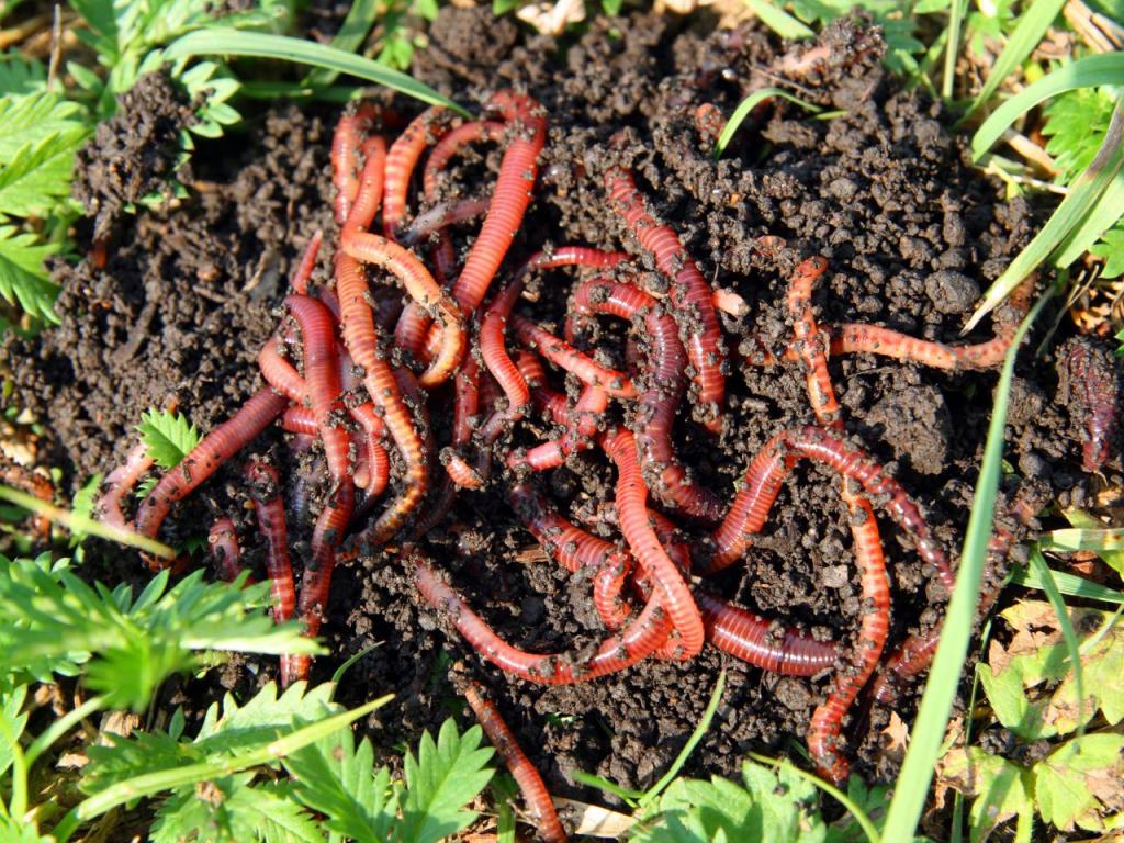 How to Attract Earthworms to Your Garden
