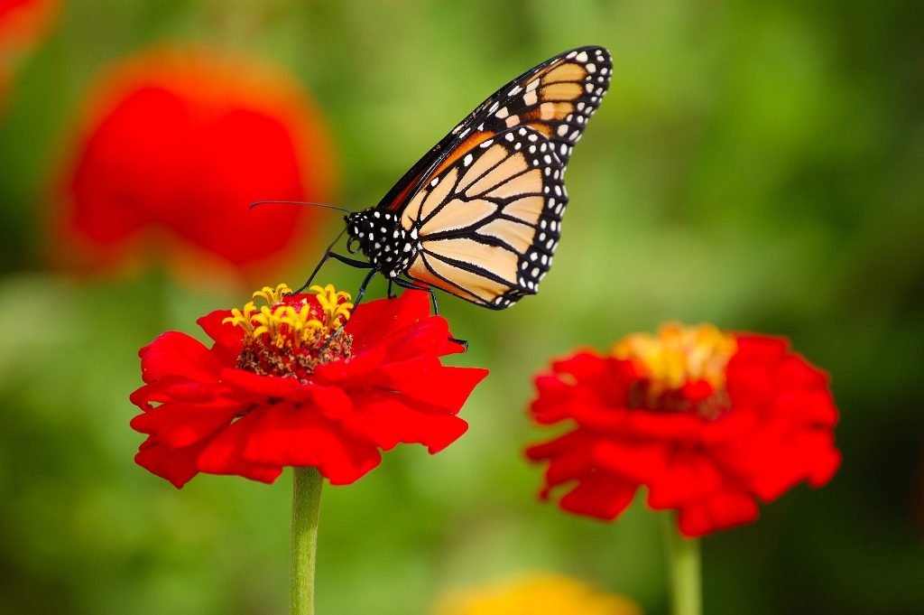 Beer Gardens Can Help Plants Thrive