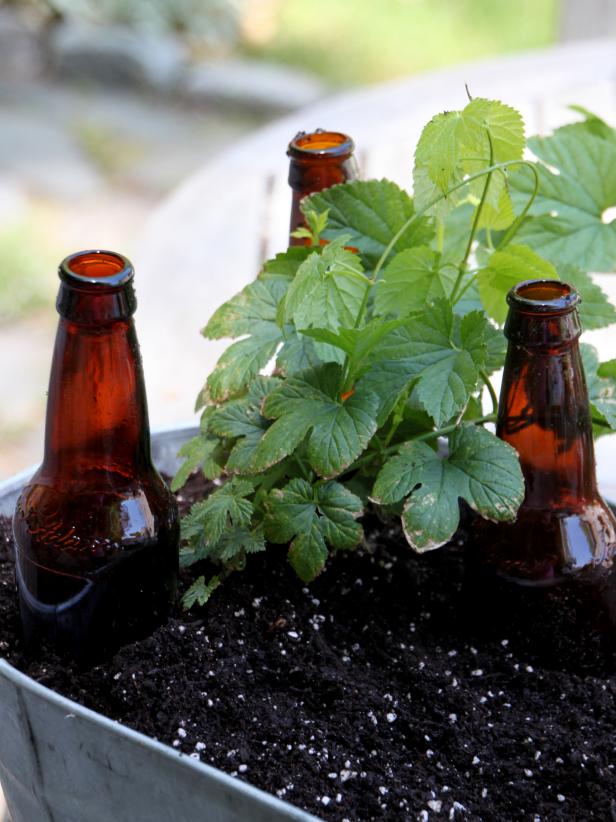 Beer Gardens Can Help Plants Thrive