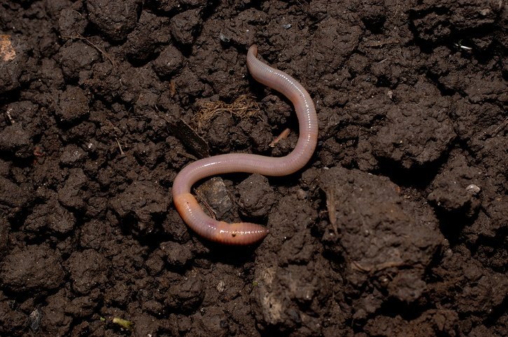 How to Attract Earthworms to Your Garden