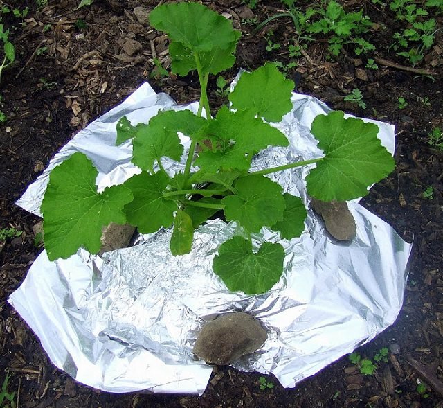 Aluminum Foil and Your Garden