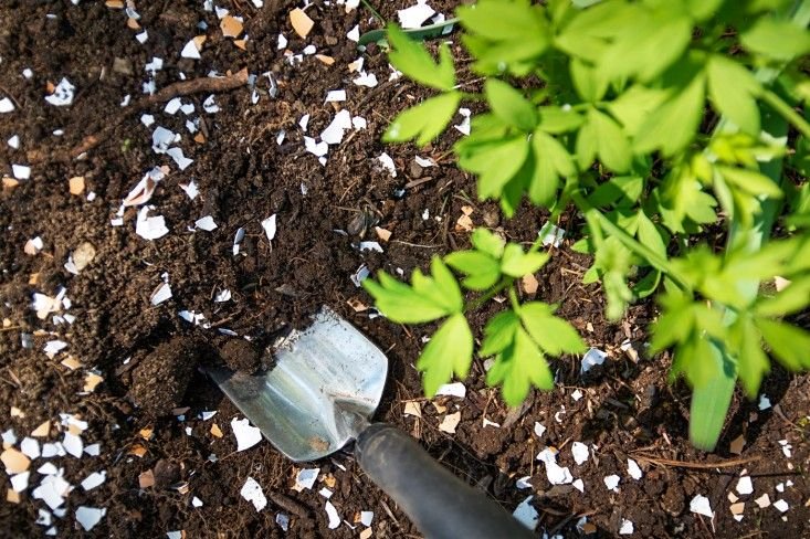 How to Use Eggshells in the Garden