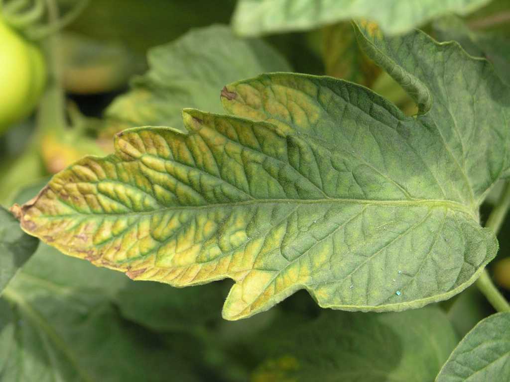 Effects of Magnesium Deficiency on Plants