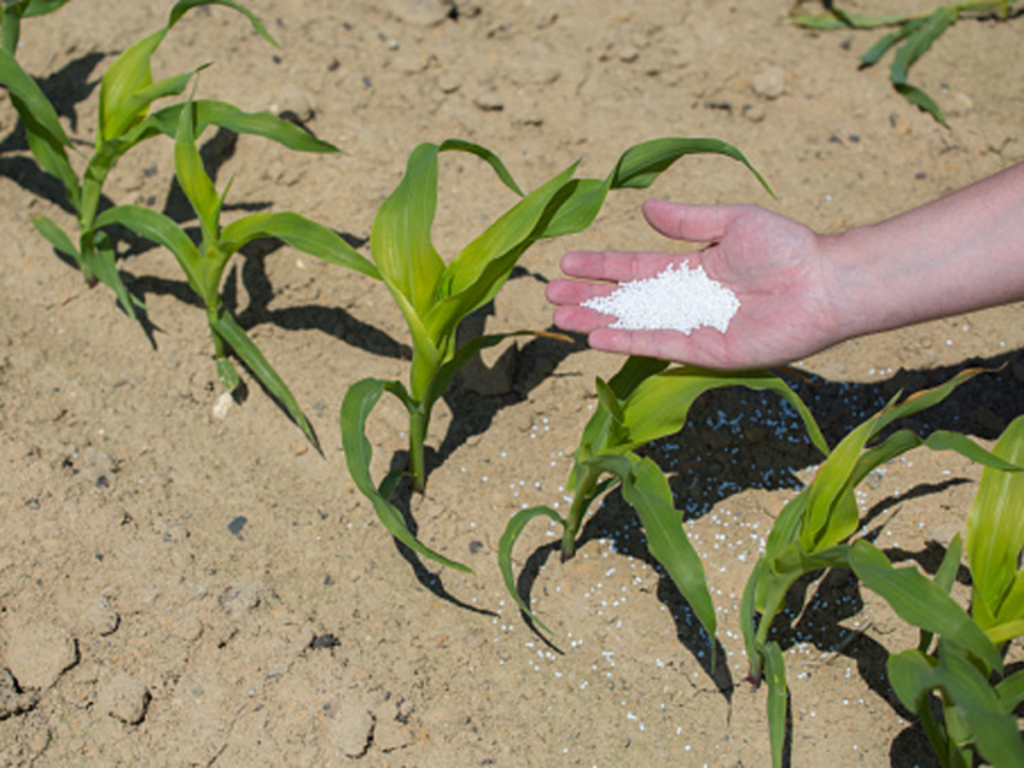 Can You Use Urea to Fertilize Plants?