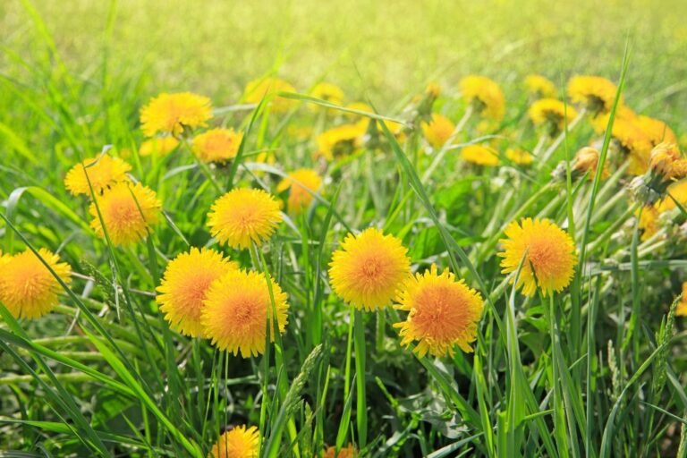 How to Get Rid of Dandelions Haute Life Hub