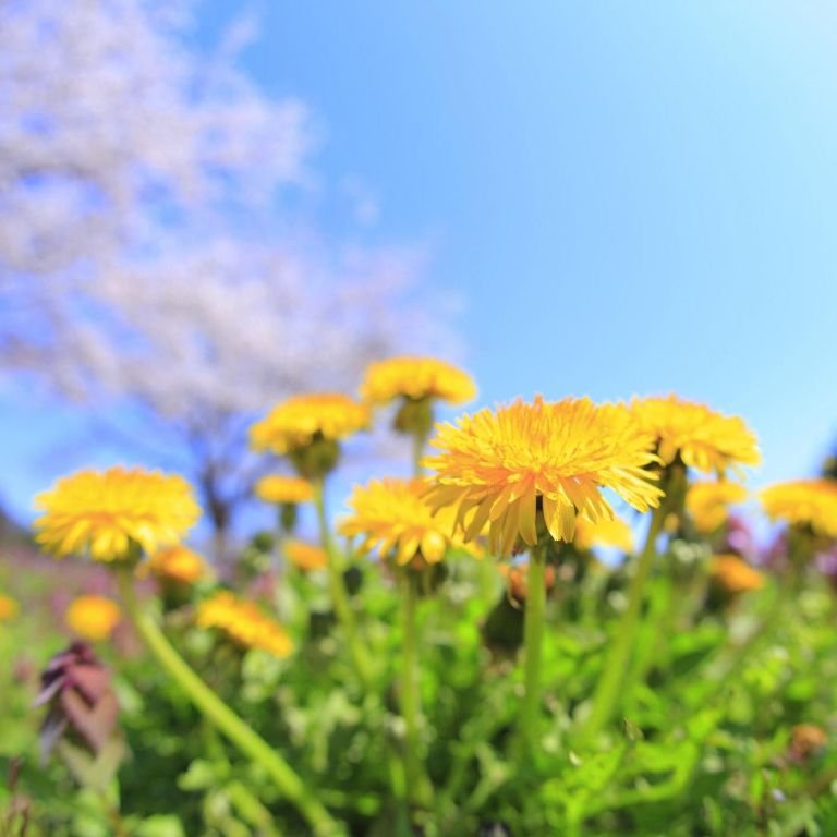 How to Get Rid of Dandelions