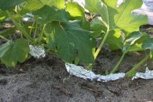 Aluminum Foil and Your Garden