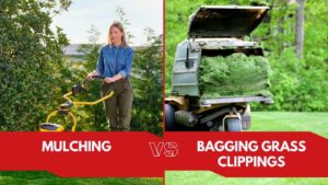 Mulching vs. Bagging Grass Clippings: Which Is Best For Your Lawn?