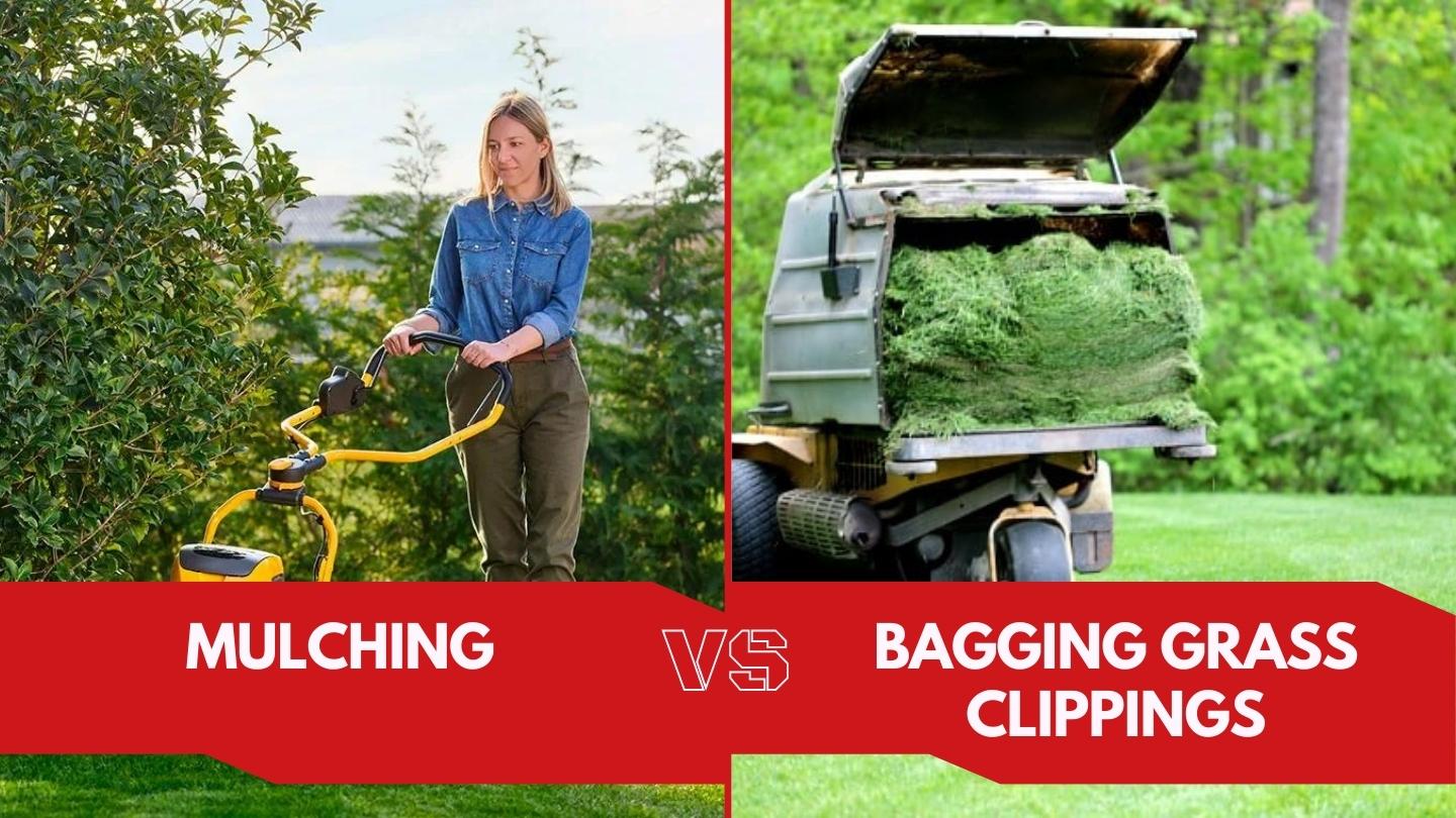 Mulching vs. Bagging Grass Clippings