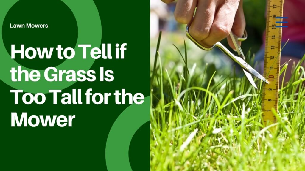 How to Tell if the Grass Is Too Tall for the Mower - Haute Life Hub - Too Tall And Skin Problems
