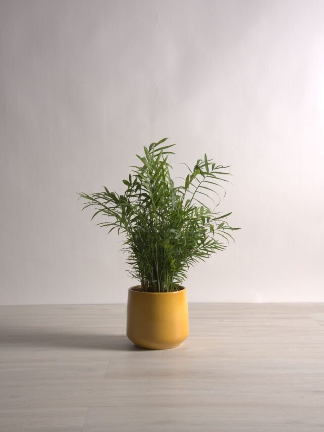 Benefits of Having Parlor Palm