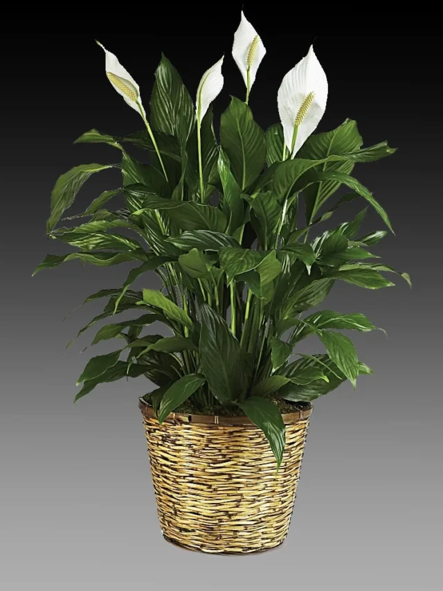 10 Benefits of Having Peace Lily