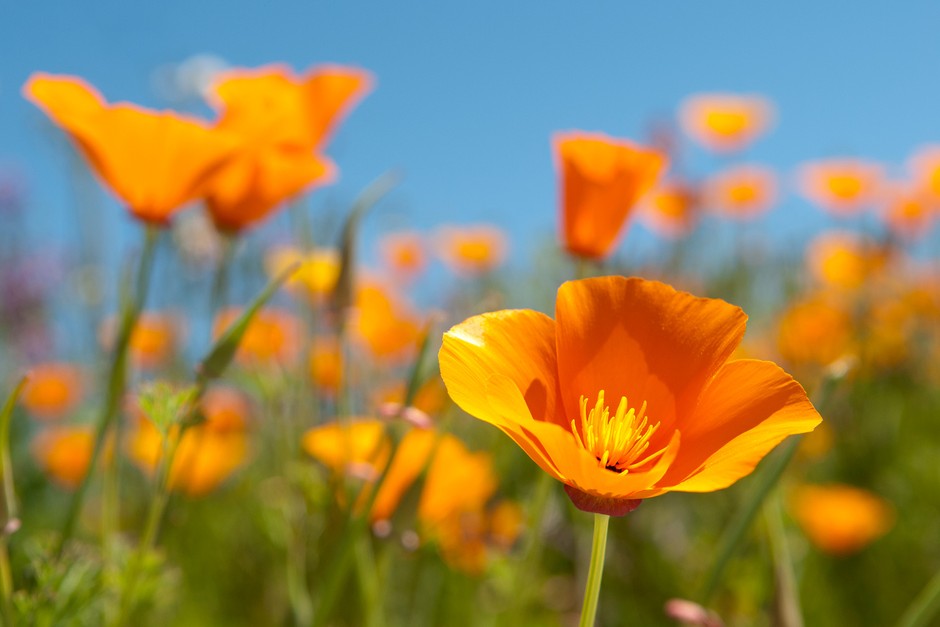 California Poppy (Eschscholzia californica) Best Wildflowers For Summer 