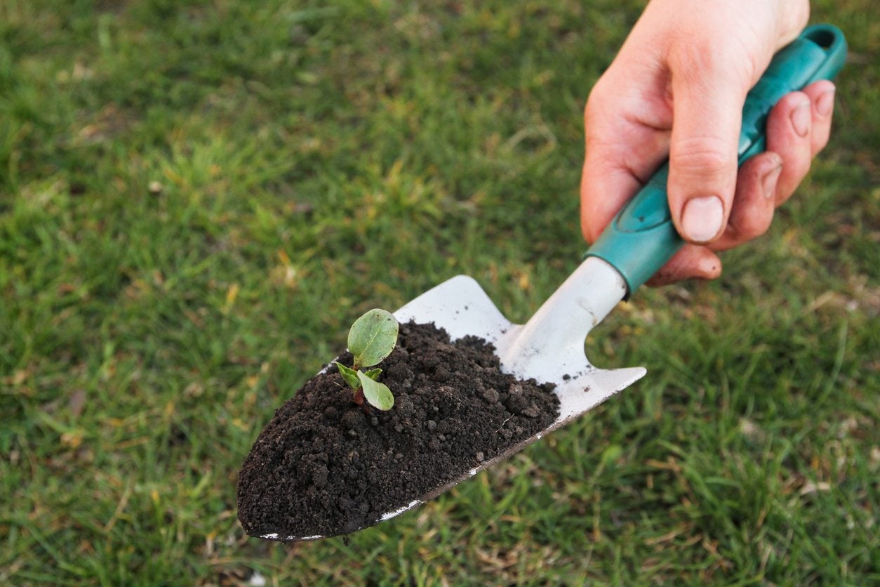 Hand Trowel Essential Gardening Tools